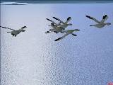 Flightsim Fs2004/Fs9 Animal Simulation..fly A Flock Of Geese,A Bald Eagle Or Sail A Killer
