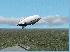 Blimp Take Off
