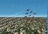 Red Arrows