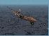 Frontier A-319