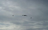 b2f15
