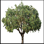 Gerrishs Trees Library For Fs2000/2 Release 3 - Updated Version Fs2000 & Fs2002 Scenery / — 1