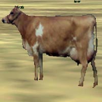 Livestock By Heath Wells - A Rwy12 Object Placer Library For Flight Simulator 2004 Only