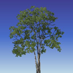 Matts Trees