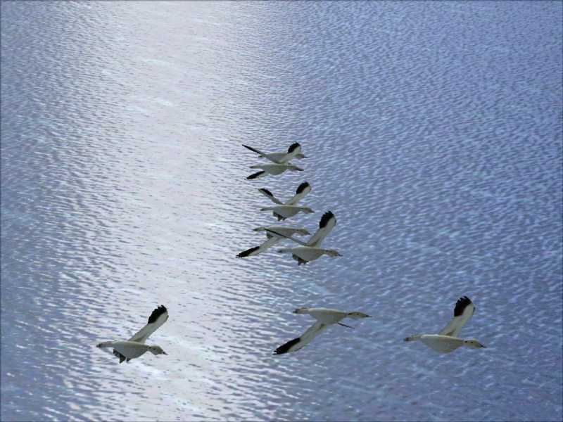 Flightsim Fs2004/Fs9 Animal Simulation..fly A Flock Of Geese,A Bald Eagle Or Sail A Killer