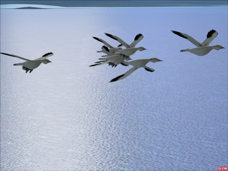 Flightsim Fs2004/Fs9 Animal Simulation..fly A Flock Of Geese,A Bald Eagle Or Sail A Killer