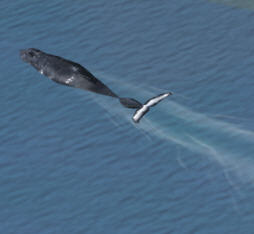 Whalewatching Halifax Harbour For Fsx Copy The Trafficwhales.bgl File In Your Fsx/Scenery/